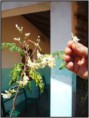 /album/galeria-de-fotos-projecto-moringa/moringa-1-jpg/